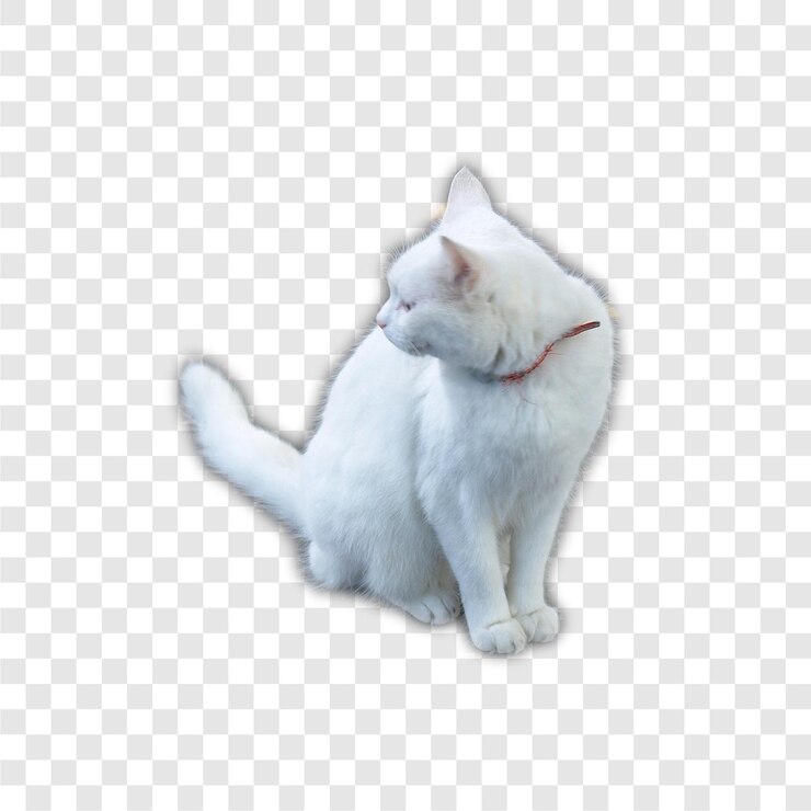 PSD 색 고양이 투명