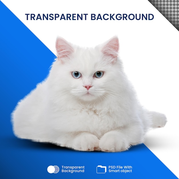 PSD white cat transparent