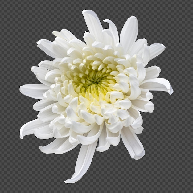 PSD rendering isolato fiore di crisantemo bianco