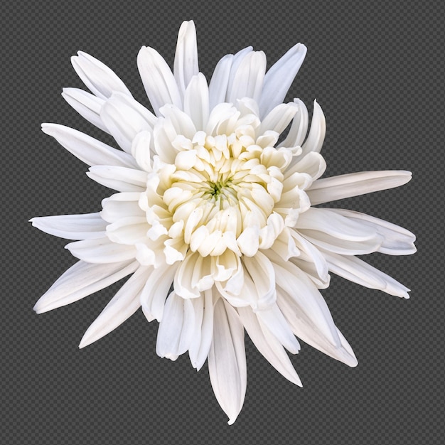 PSD white chrysanthemum flower isolated rendering