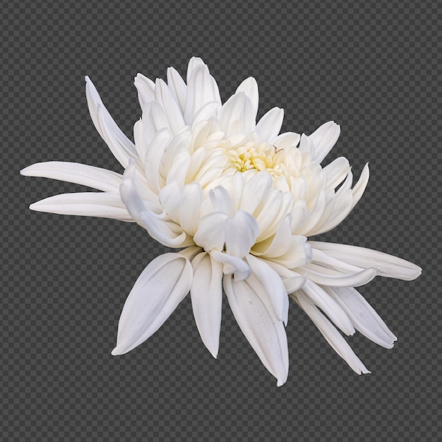 PSD white chrysanthemum flower isolated rendering