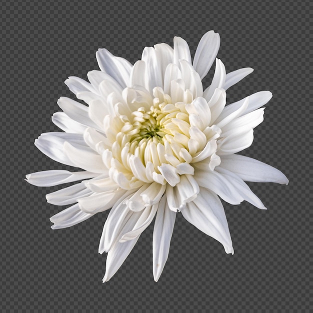 White chrysanthemum flower isolated rendering