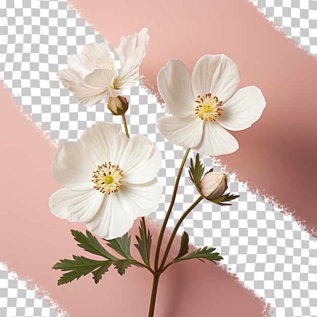 PSD white cinquefoil on a transparent background