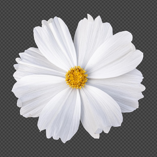 白いコスモスの花の分離レンダリング