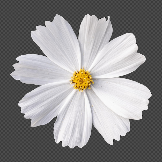 White cosmos flower isolated rendering