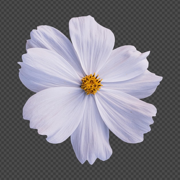 PSD white cosmos flower isolated rendering