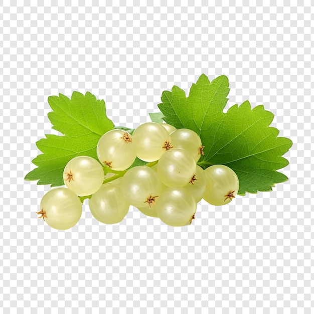 PSD white currant fruit isolated on transparent background