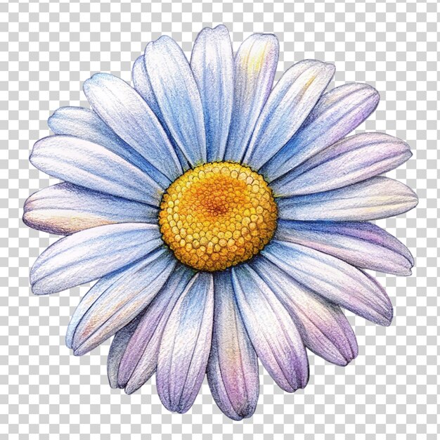 PSD white daisy art on transparent background