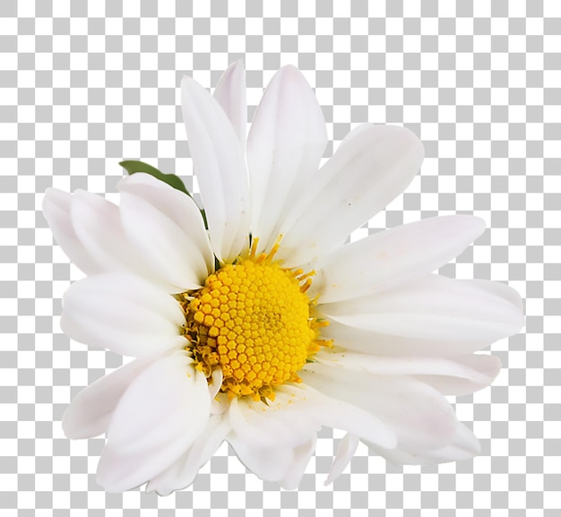 白色的百合花