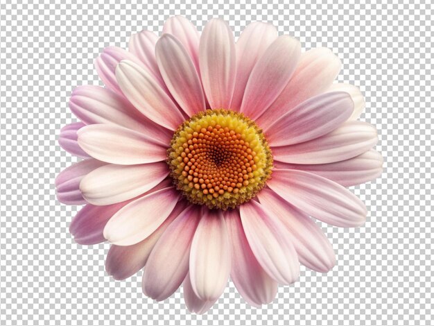 PSD white daisy flower