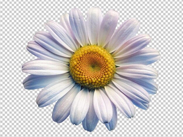 White daisy flower