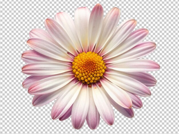 PSD white daisy flower