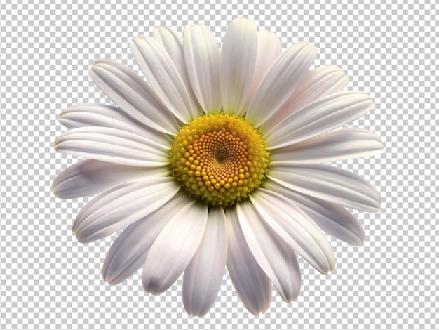 White daisy flower