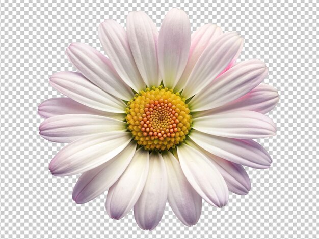 PSD white daisy flower