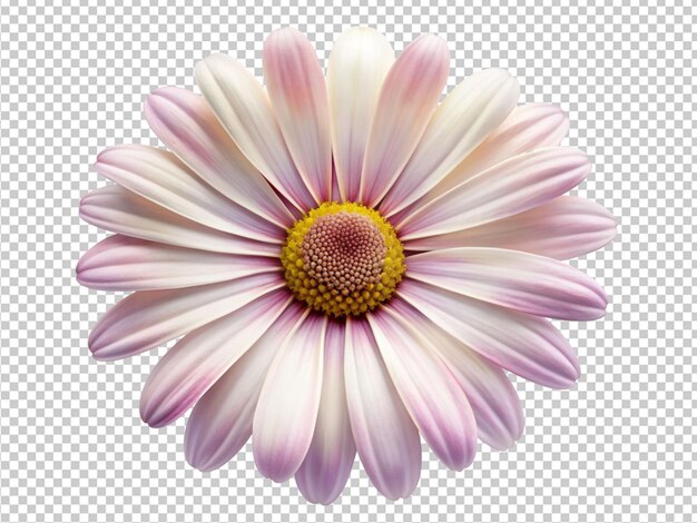 White daisy flower