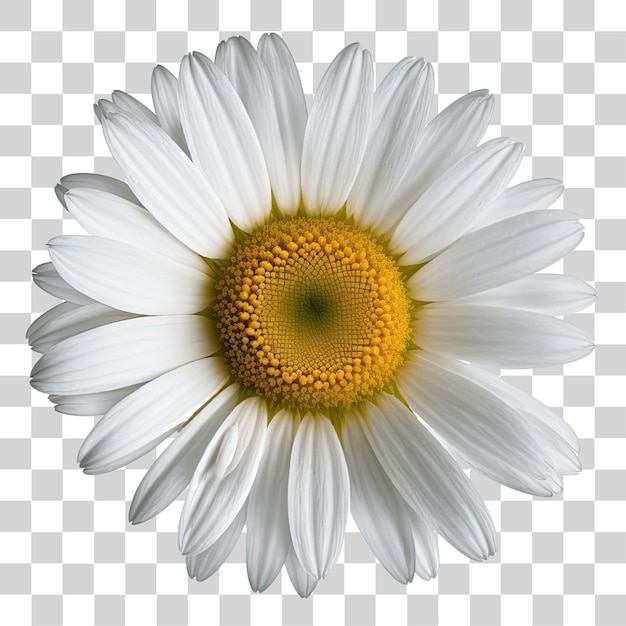 A white daisy with a yellow center and a white center.