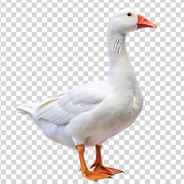 White domestic goose isolated on transparent background