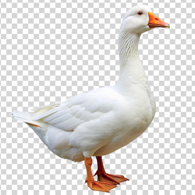 White domestic goose isolated on transparent background