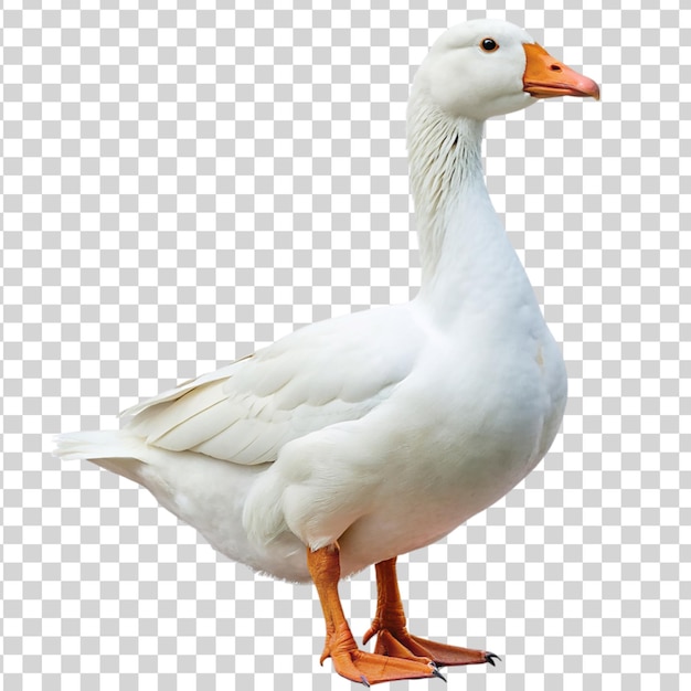 PSD white domestic goose isolated on transparent background