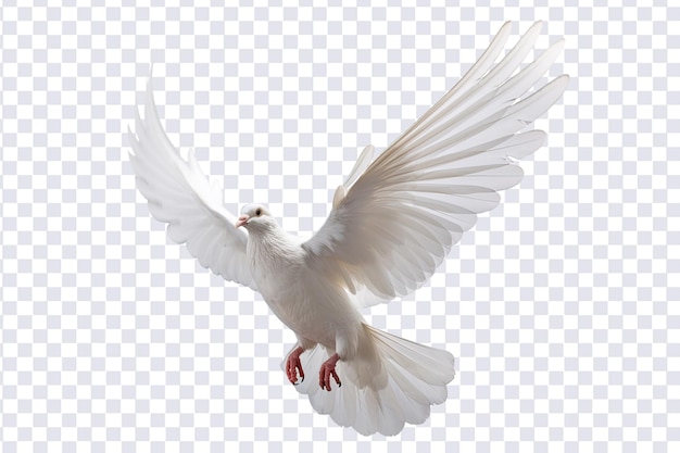 PSD white dove flying on transparent psd file and clipping path freedom concept and international day of peace