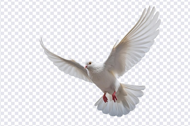 PSD white dove flying on transparent psd file and clipping path freedom concept and international day of peace