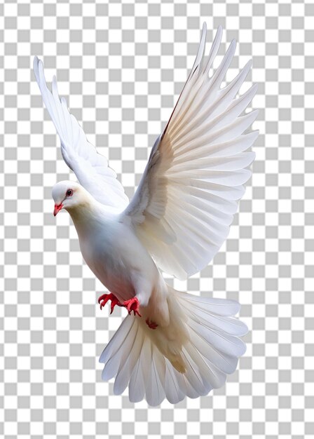 PSD white dove isolated icon design