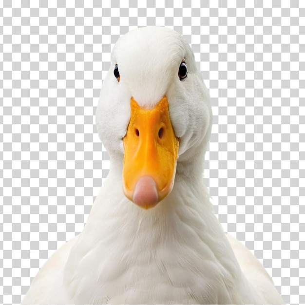PSD a white duck with a yellow beak and black eyes on isolated on transparent background