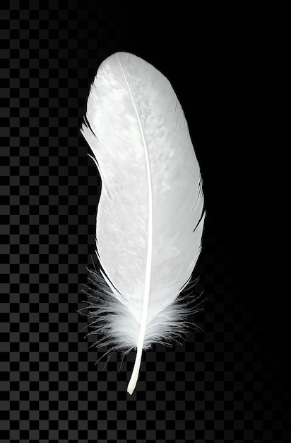 White feather on transparent background
