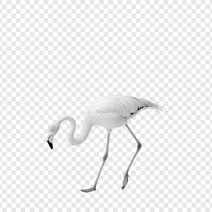 PSD white flamingo isolated on background