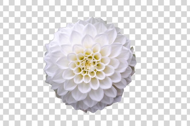 White flower on a transparent background.