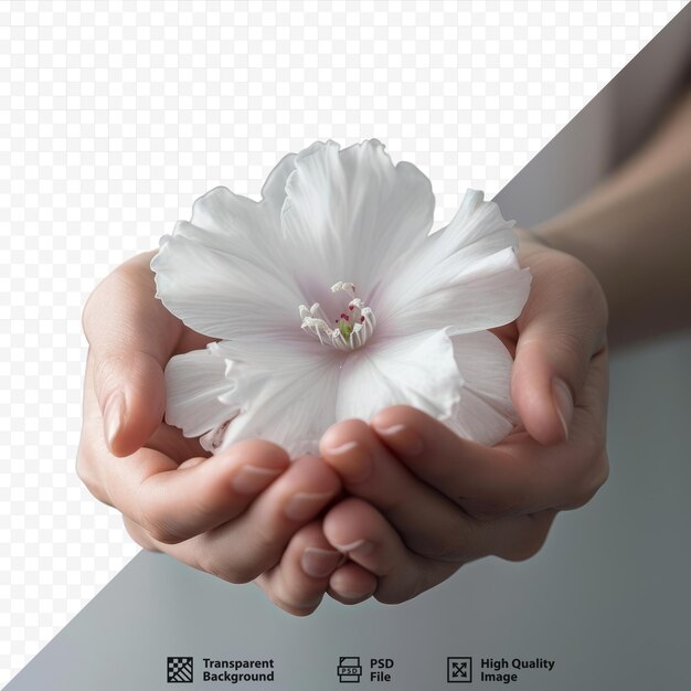 PSD white flower in women s hands studio shot