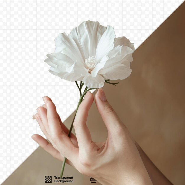 Fiore bianco nelle mani delle donne girato in studio