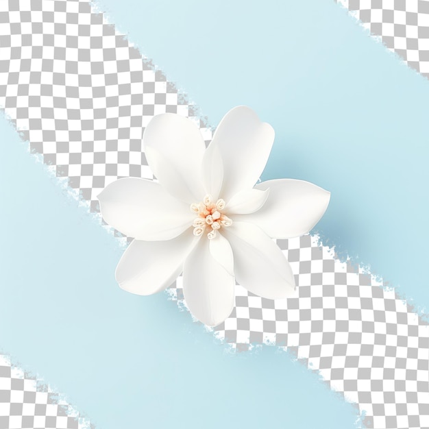 White flowers in thailand on a transparent background