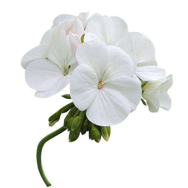 white flowers transparent background on psd file