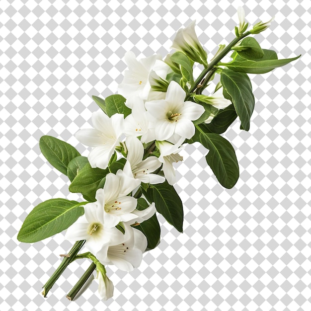 PSD white flowers with green leaves isolated on transparent background psd file format