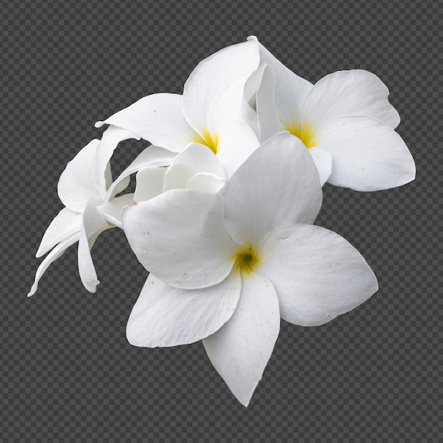 PSD white frangipani flowers isolated rendering