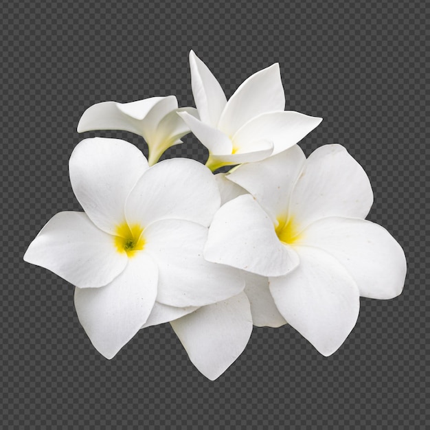 PSD white frangipani flowers isolated rendering