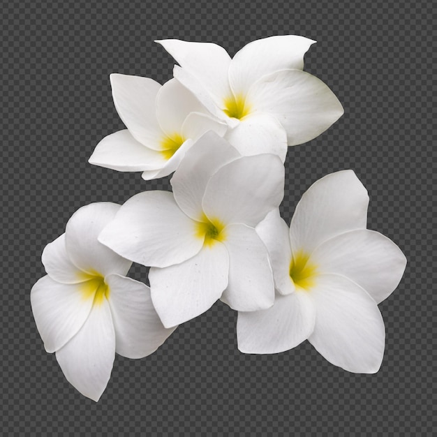 Rendering isolato di fiori di frangipani bianchi