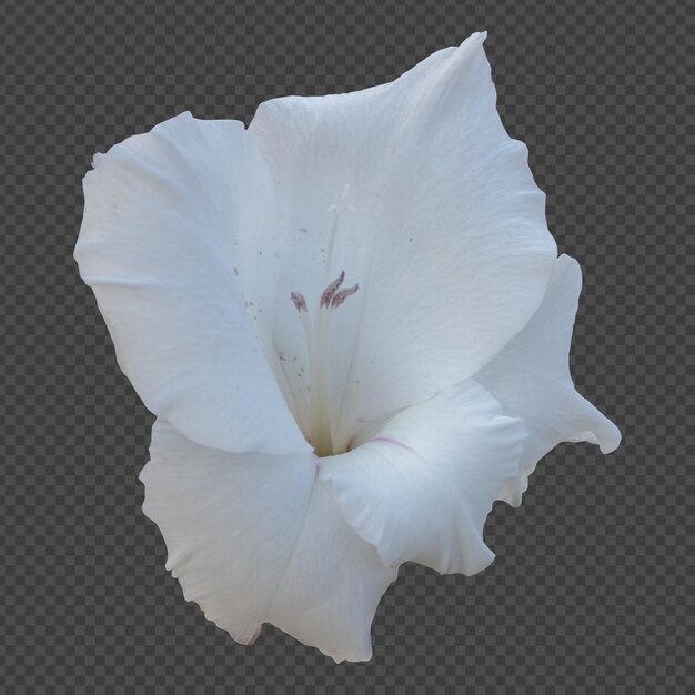 Rendering isolato fiore gladiolo bianco