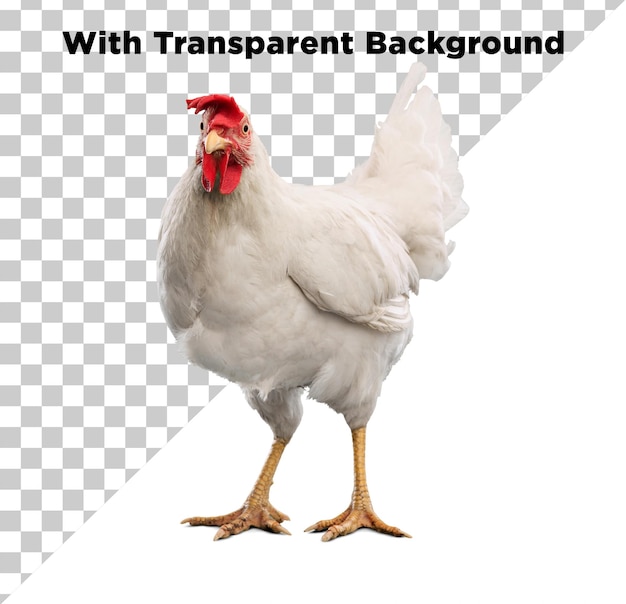 white hen chicken without background