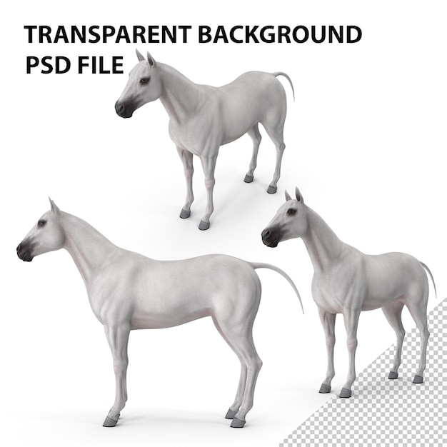 PSD white horse png