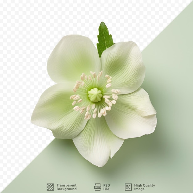 PSD white isolated hellebore flower with a pale green hue