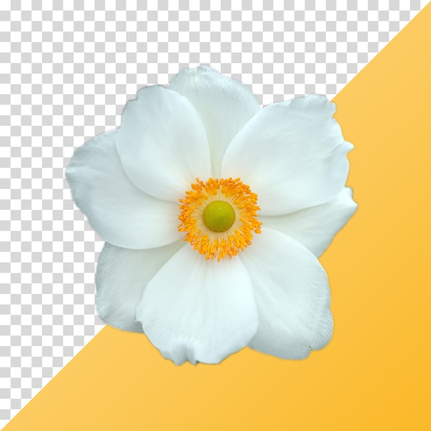 日本的白花 (Anemone)