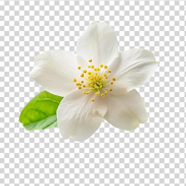 PSD white jasmine flowers isolated on transparent background