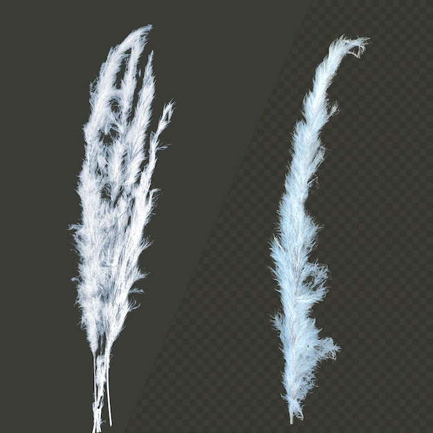 White kash flower or wild sugarcane or kans grass isolated psd background