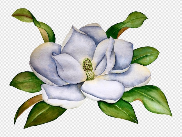 PSD white magnolia watercolor illustration