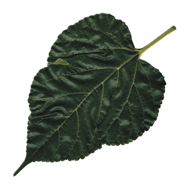 a white mulberry leaf