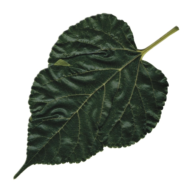 PSD a white mulberry leaf