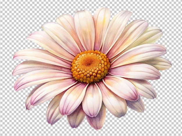 PSD white and orange daisy with petals
