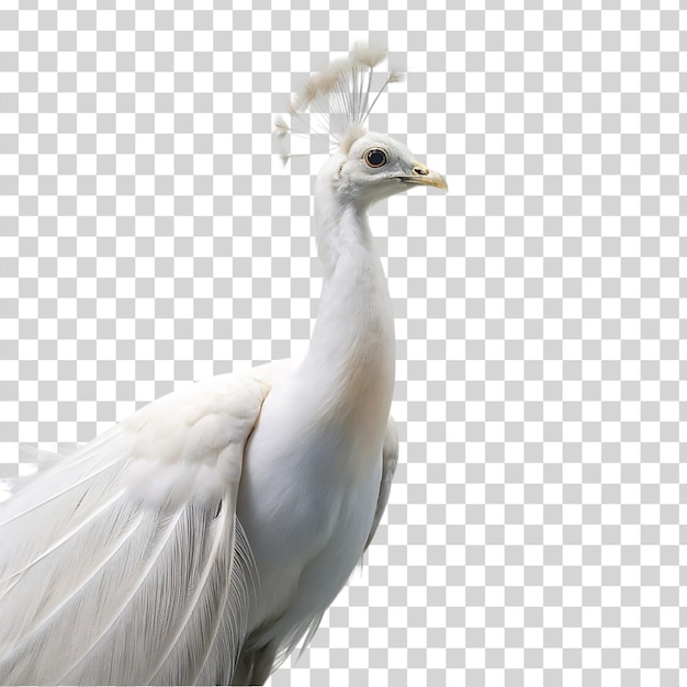 PSD white peacock isolated on transparent background